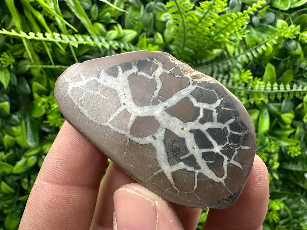 Septarian Nodule Geode Pair: Dragonstone Healing Stone (4/6.5 cm)