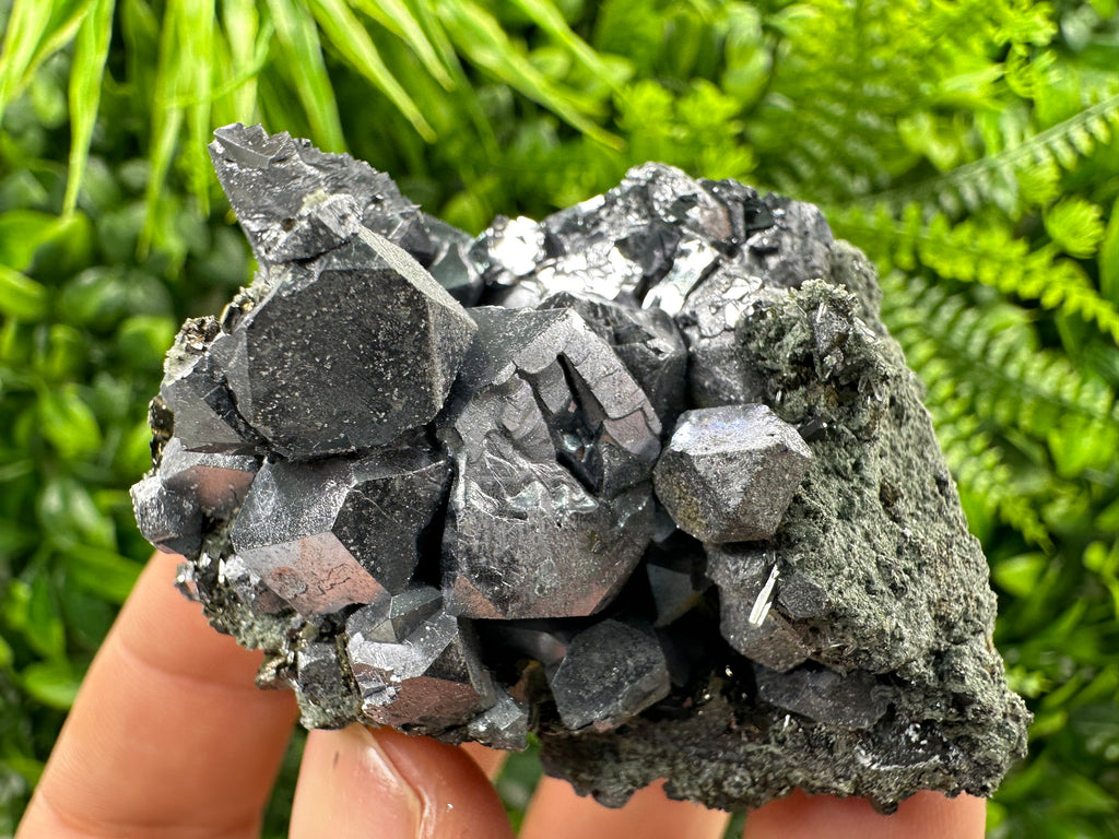 Shiny Galena with Chlorite, Borieva Mine Bulgaria, Mineral Specimen