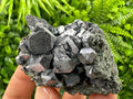 Shiny Galena with Chlorite, Borieva Mine Bulgaria, Mineral Specimen